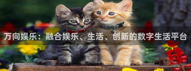 壹号下载安装：万向娱乐：融合娱乐、生活、创新的数字生活平台